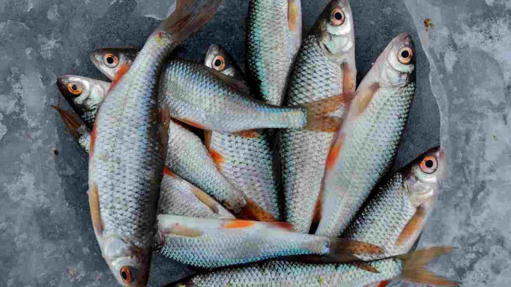 Il pesce ‘fresco’ che ti vendono? Più congelato di un gelato a Ferragosto | Questi i posti da evitare subito